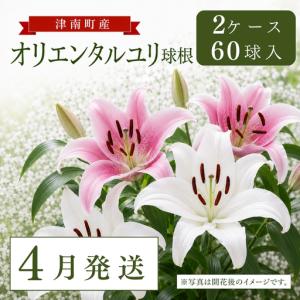 ふるさと納税 【4月発送】オリエンタルユリ球根 計60個 (30個入×2ケース) | 津南町 ユリ 新潟県津南町