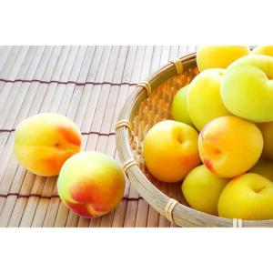 ふるさと納税 ［梅干・梅酒用］大玉4Lサイズ約10kg熟南高 生梅 ＜2027年6月上旬〜7月中旬発送予定＞［ART22］ 和歌山県上富田町