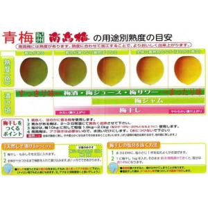 ふるさと納税 [梅干・梅酒用]大玉4Lサイズ約...の詳細画像3