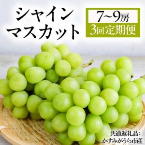ふるさと納税 【3回定期便】 シャインマスカット 7〜9房(約5kg) (県内共通返礼品:かすみがうら市産) マスカット しゃいんますかっと 皮ごと フ.. 茨城県城里町
