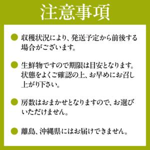 ふるさと納税 【3回定期便】 シャインマスカッ...の詳細画像2