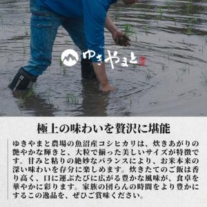 ふるさと納税 【6ヶ月定期便】令和8年産先行予...の詳細画像3