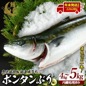 ふるさと納税 【12月28日出荷】ボンタンぶりまるごと一本(内臓処理済) ぶり 柵 刺身 ブリ 切り身 鰤 1本 鮮魚 下処理済み 鮮魚 1匹 刺身 ぶり.. 鹿児島県長島町