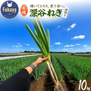 ふるさと納税 深谷ネギ　10kg　【11218-1076】 埼玉県深谷市