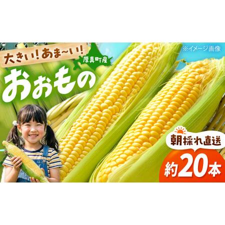 ふるさと納税 【2026年8月下旬発送予定】北海道厚真産とうもろこし おおもの 先行予約  [AXA...