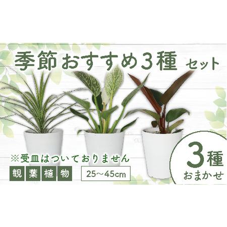ふるさと納税 観葉植物 季節おすすめ3種セット4号鉢×3 Green Base 014-1510 観...