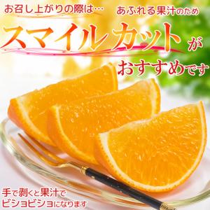 ふるさと納税 12月発送開始 おひさまきらりん...の詳細画像1