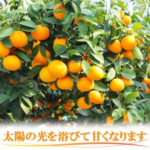 ふるさと納税 12月発送開始 おひさまきらりん...の詳細画像2