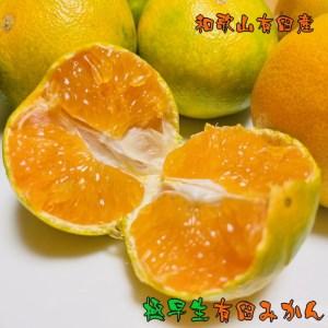 ふるさと納税 【先行予約】【秋の美味】【農家直送】濃厚極早生有田みかん（ご家庭用）5kg ※2024年10月中旬〜10月下旬頃に順次発送予定 和歌山県美浜町｜ふるなび(ふるさと納税)