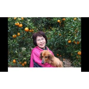 ふるさと納税 訳あり 家庭用 足摺ぽんかん 5...の詳細画像2