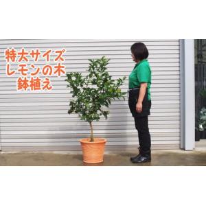 ふるさと納税 苗木 特大サイズ レモンの木鉢植え テラコッタ鉢 40cm 配送不可 北海道 沖縄 離島 れもん 檸檬 Lemon 観葉植物 ガーデニング 花 実.. 福岡県朝倉市