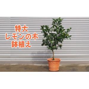 ふるさと納税 苗木 特大サイズ レモンの木鉢植...の詳細画像1