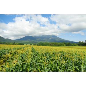 ふるさと納税 とうもろこし 嶽きみ真空パック家...の詳細画像3