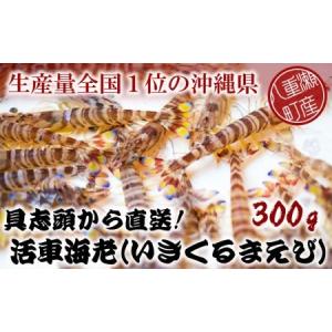 ふるさと納税 具志頭から直送! 活車海老(いきくるまえび)【300g】 沖縄県八重瀬町