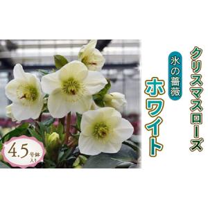 アイテムID:409140の画像2枚目