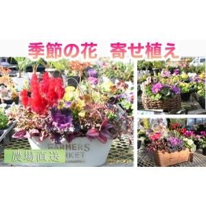 ふるさと納税 【農場直送！】季節の花　寄せ植え 宮崎県小林市