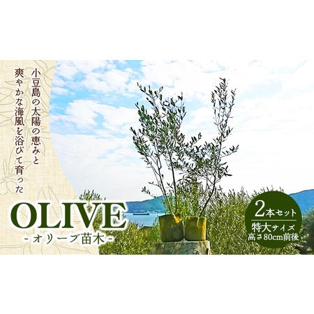 ふるさと納税 【 小豆島 】小豆島のオリーブ苗木　2本セット　（特大） 地域のお礼の品  香川県土庄...