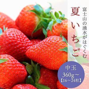 ふるさと納税 【2026年 先行予約】【湧水のミネラルたっぷり！山梨の夏秋いちご】中玉１６〜２４粒入...