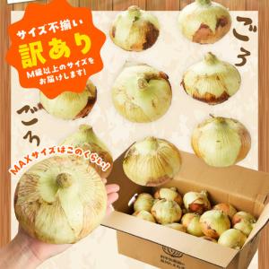 ふるさと納税 【先行予約】泉州たまねぎ 10k...の詳細画像4