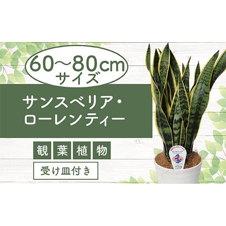 ふるさと納税 4月上旬〜発送【観葉植物】サンスベリア・ローレンティー60cm〜80cm(鎌ヶ迫園芸場...