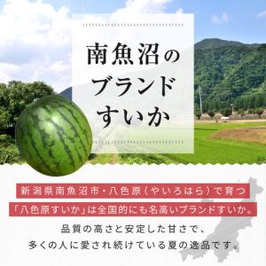 ふるさと納税 【高級】八色原すいか小玉2玉 |...の詳細画像3