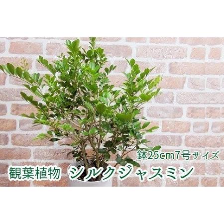 ふるさと納税 066-04 観葉植物 シルクジャスミン1鉢 鹿児島県南九州市