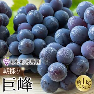 ふるさと納税 ぶどう 朝採り巨峰 約1kg 2〜3房入 ぶどうの王様 愛知県大府市