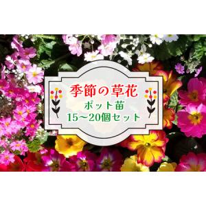 ふるさと納税 季節の草花 詰め合わせ｜花苗 ポット苗 宿根草 多年草 一年草 園芸 ガーデニング [0133] 埼玉県杉戸町