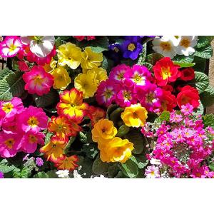 ふるさと納税 季節の草花 詰め合わせ ポット苗...の詳細画像1