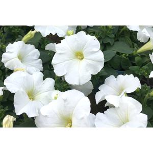 ふるさと納税 季節の草花 詰め合わせ ポット苗...の詳細画像3