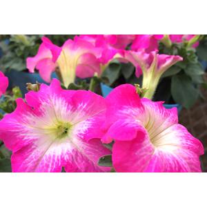 ふるさと納税 季節の草花 詰め合わせ ポット苗...の詳細画像4