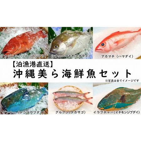 ふるさと納税 【泊漁港直送】 沖縄美ら海鮮魚セット 沖縄県那覇市