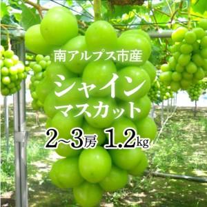 ふるさと納税 中野市 【2026年発送】シャインマスカット2房1kg以上 JA