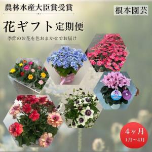 ふるさと納税 季節の花 2026-27年 先行予約 定期便 6回 (12-5月) 色おまかせ 根本園芸 | 花ギフト定期便 福島県南相馬市