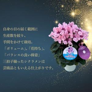 ふるさと納税 先行予約 アジサイ ラグーン(青...の詳細画像2