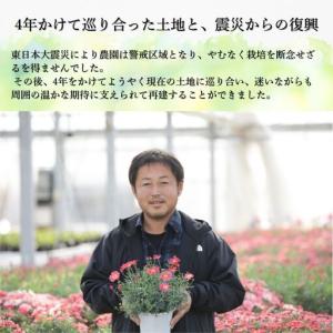 ふるさと納税 先行予約 アジサイ ラグーン(青...の詳細画像3