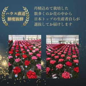 ふるさと納税 先行予約 アジサイ ラグーン(青...の詳細画像4