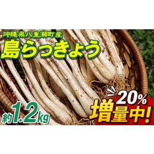 島らっきょう 生 5kg（2026年度産 新物入荷） /沖縄 伊江島産 : 沖縄