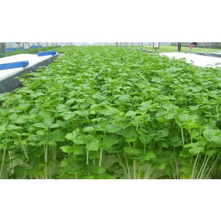 ふるさと納税 ホワイトミニセルリーセット（30袋入り） 野菜 詰め合わせ  静岡県裾野市