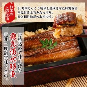 ふるさと納税 【数量限定】チンする♪霧島湧水鰻...の詳細画像4