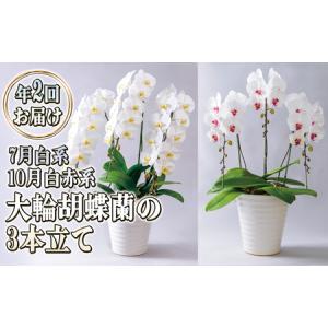 ふるさと納税 大輪胡蝶蘭の3本立ての年2回お届け（7月：白系、10月：白赤系）胡蝶蘭 花 ギフト プレゼント お祝い 贈り物 インテリア 植物 北海道赤平市