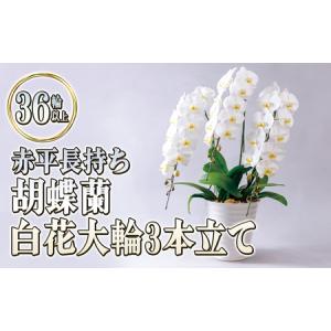 ふるさと納税 赤平長持ち胡蝶蘭白花大輪3本立て（36輪以上）胡蝶蘭 花 ギフト プレゼント お祝い 贈り物 インテリア 植物 北海道赤平市