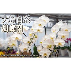 ふるさと納税 胡蝶蘭白花大輪赤平長持ちギフト胡...の詳細画像2
