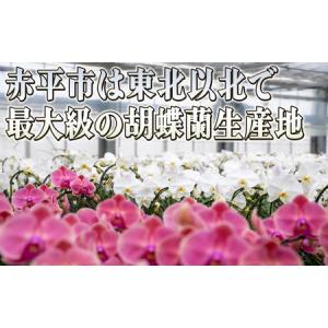 ふるさと納税 胡蝶蘭白花大輪赤平長持ちギフト胡...の詳細画像3