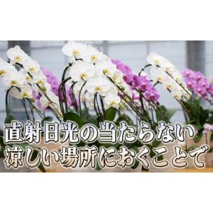 ふるさと納税 胡蝶蘭白花大輪赤平長持ちギフト胡...の詳細画像4