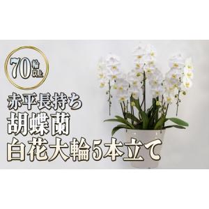 ふるさと納税 赤平長持ち胡蝶蘭白花大輪5本立て（70輪以上）胡蝶蘭 花 ギフト プレゼント お祝い 贈り物 インテリア 植物 北海道赤平市
