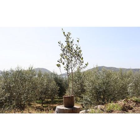 ふるさと納税 【 小豆島 】小豆島の オリーブ 苗木（特大） 香川県土庄町