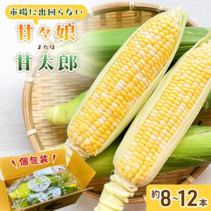 ふるさと納税 とうもろこし 甘々娘 または 甘太郎 約8〜12本 とうもろこし 静岡県浜松市