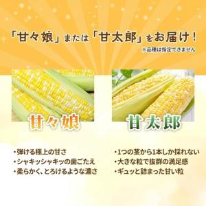 ふるさと納税 とうもろこし 甘々娘 または 甘...の詳細画像2