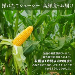 ふるさと納税 とうもろこし 甘々娘 または 甘...の詳細画像4